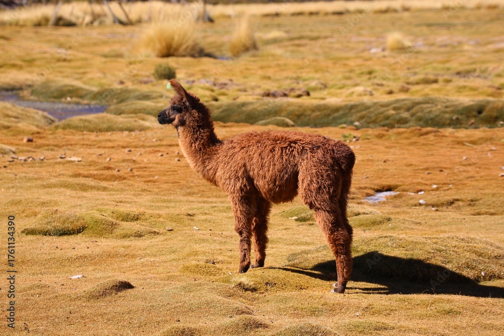Obraz premium Close-Up Portrait of a Brown Llama in Natural Mountain Landscape