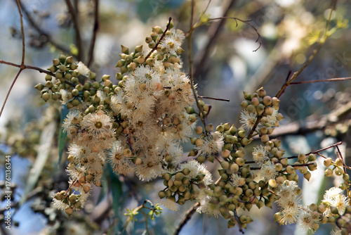 Inflorescence of a river red gum, Eucalyptus camaldulensis