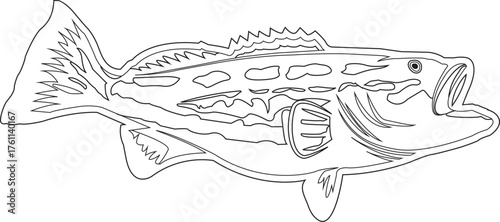 Fish line art drawing