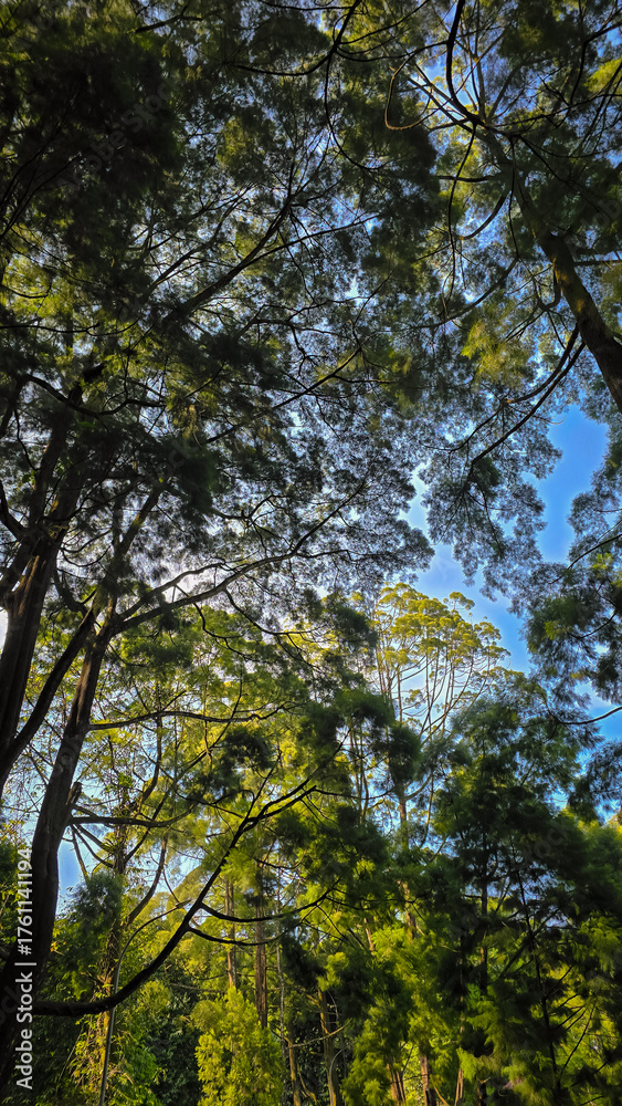 Obraz premium trees in the forest autumn