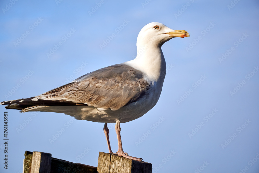 Obraz premium Herring gull perched on a wooden breakwater on the Baltic Sea coast