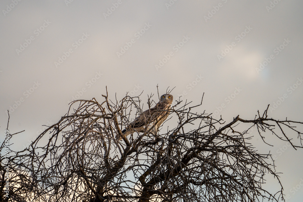 Fototapeta premium European short-toed eagle (Circaetus gallicus) photographed in Spain