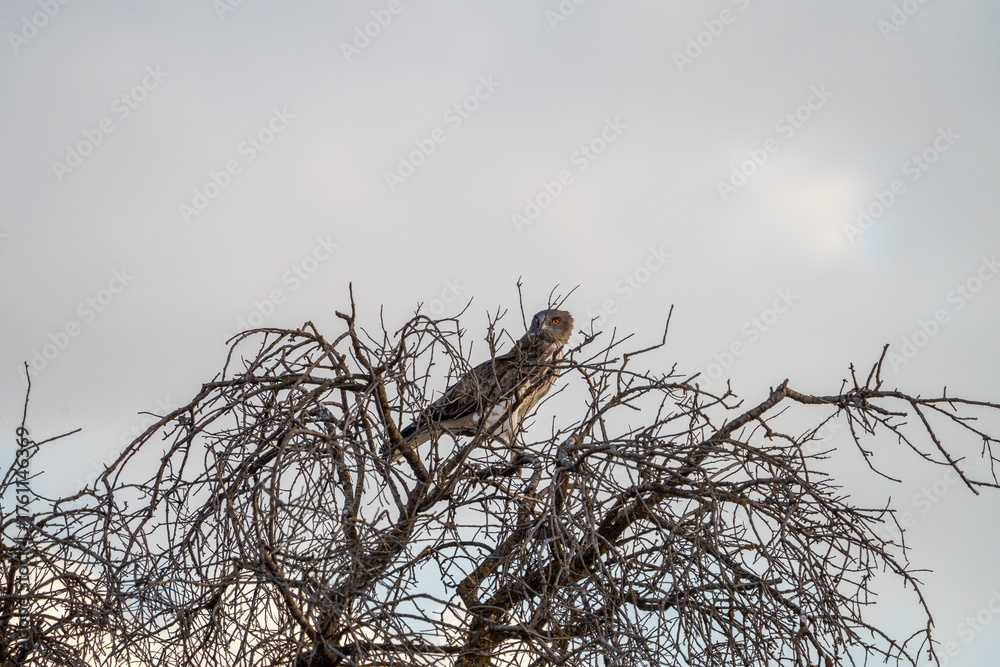 Fototapeta premium European short-toed eagle (Circaetus gallicus) photographed in Spain