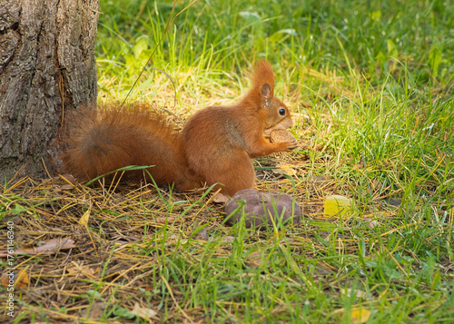 Rudzielec ze zdobyczą.