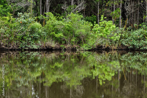  trees reflected in the water , brazil