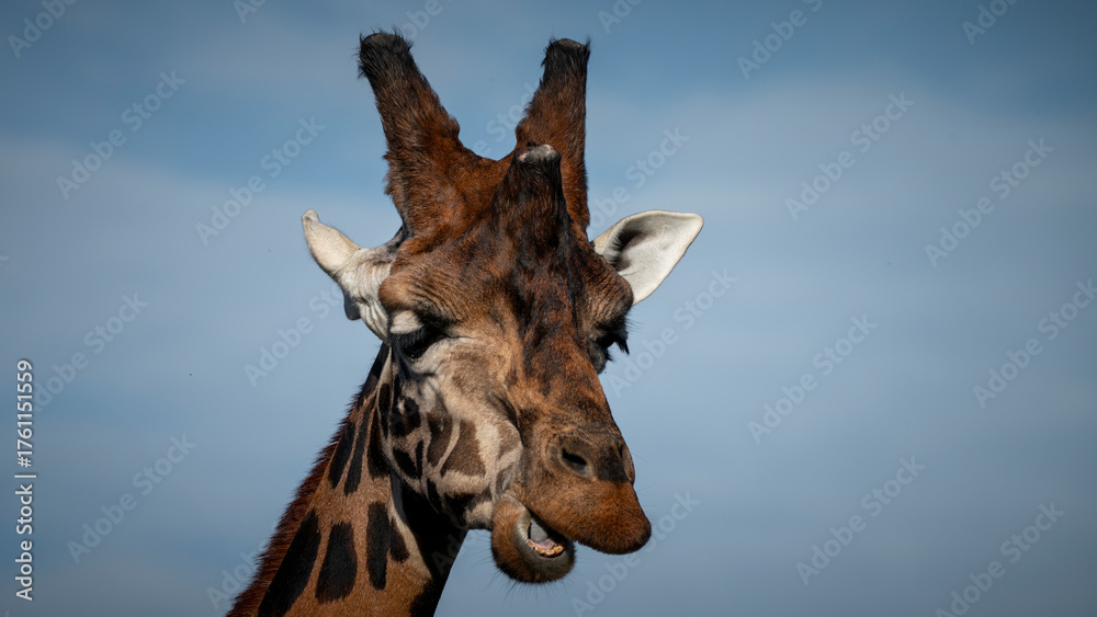 Naklejka premium Rothschild Giraffe Close up Head Shot