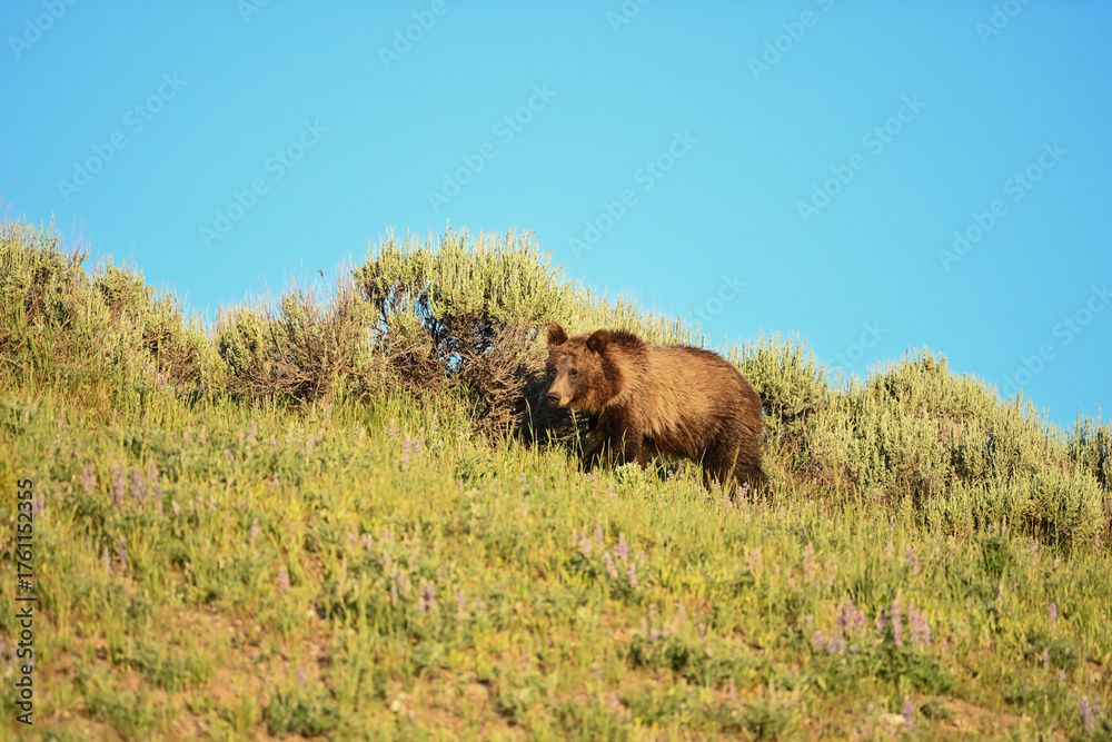 Fototapeta premium Young Grizzly Bear Grazes Along Sage Coverd Hill Top