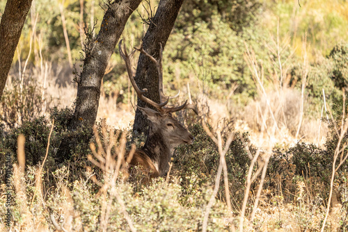 Foto Red deer (Cervus elaphus) photographed in Spain