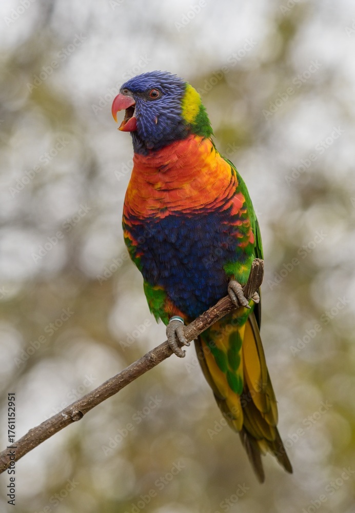 Obraz premium Rainbow lorikeet