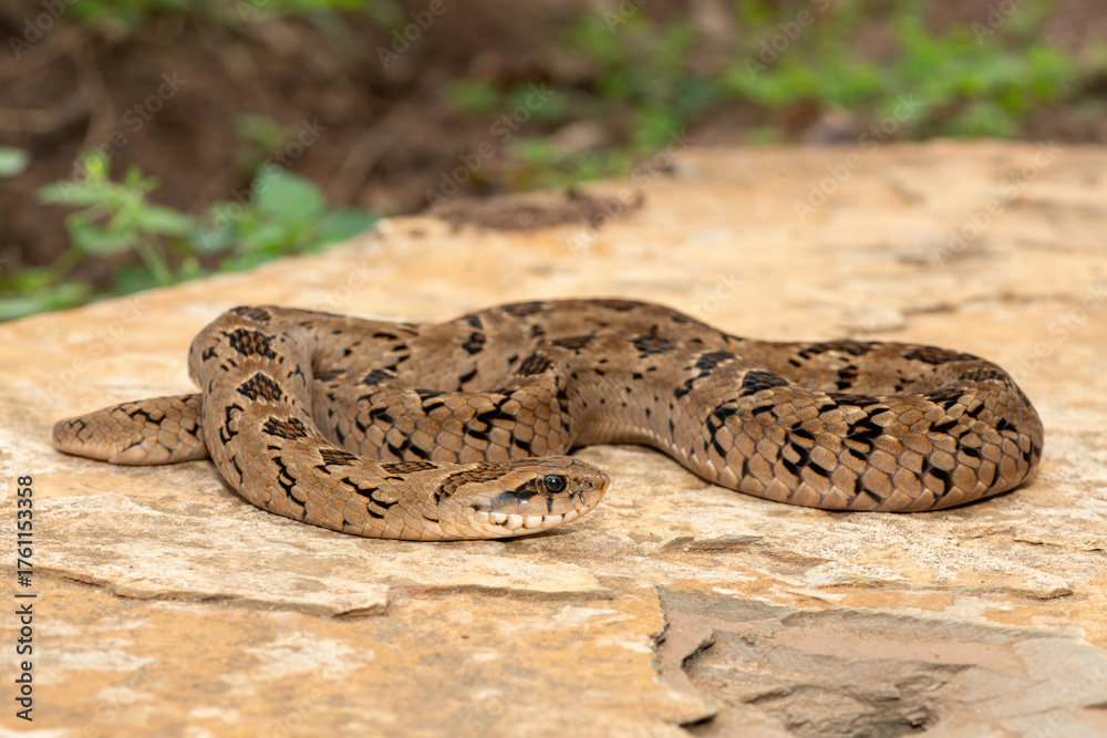 Obraz premium A beautiful rhombic night adder (Causus rhombeatus), also called a common night adder. Close-up in the wild– African venomous snake