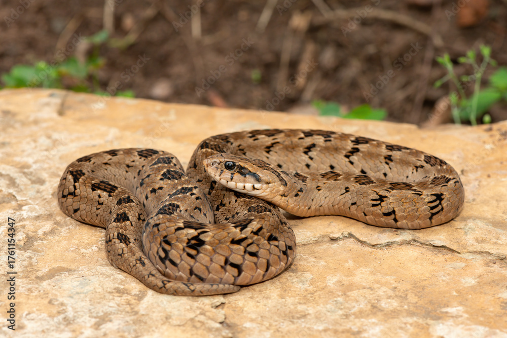 Fototapeta premium A beautiful rhombic night adder (Causus rhombeatus), also called a common night adder. Close-up in the wild– African venomous snake