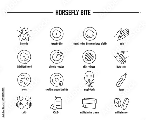 Horsefly Bite symptoms, diagnostic and treatment vector icon set. Line editable medical icons.