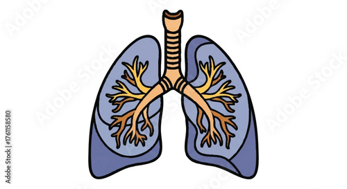19. **lungs with bronchi outline icon vector full color**
