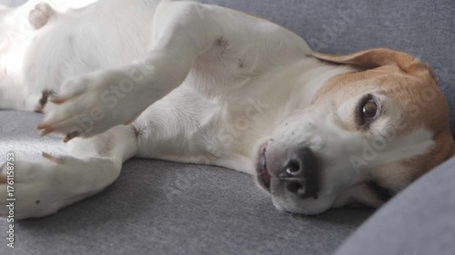 A sick Beagle dog with digestive problems is lying on a gray sofa, exhibiting symptoms of nausea or stress by repeatedly licking its snout during recovery from a clinic visit.