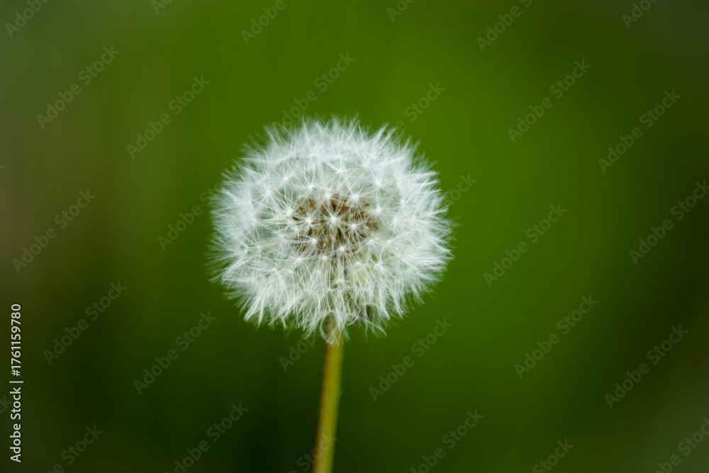 Fototapeta premium Wild flowers