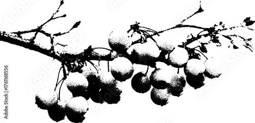 Black and white halftone illustration of a tree branch with berries for artistic print designs