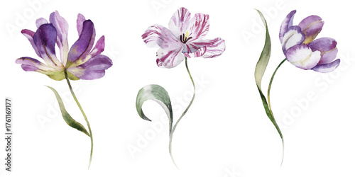 Quadro su tela Watercolour floral illustration set