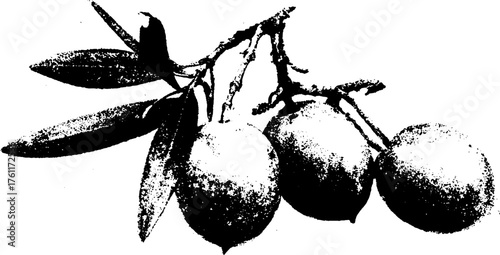 Black and white halftone olive branch art for rustic print design