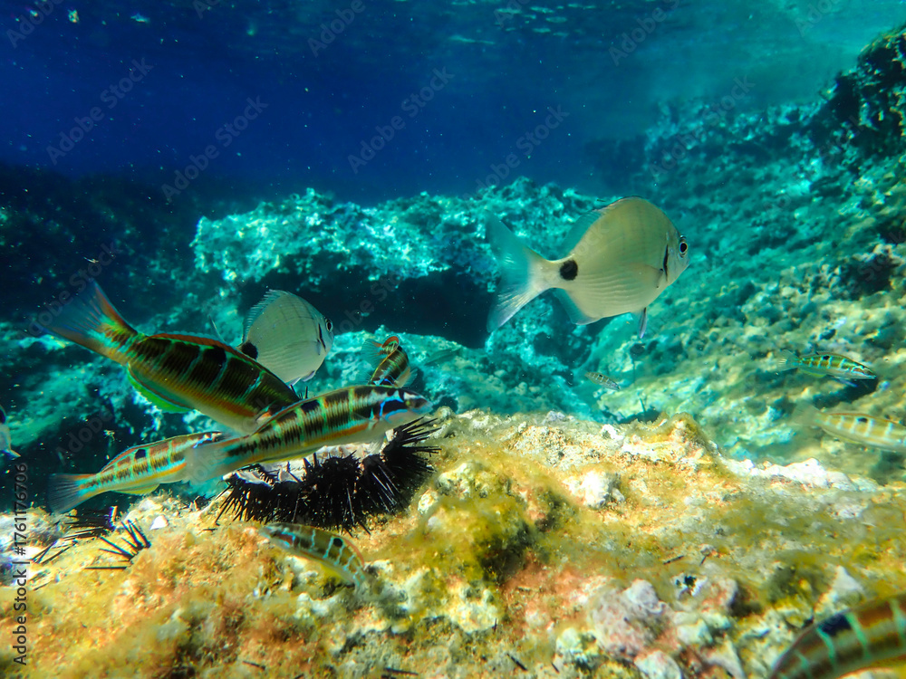 Fototapeta premium Sunlight shining the surface and under the blue ocean, sea wave, with clean waters in summer time, Ocean blue underwater with sunrays, underwater blue ocean, sandy sea bottom underwater background.