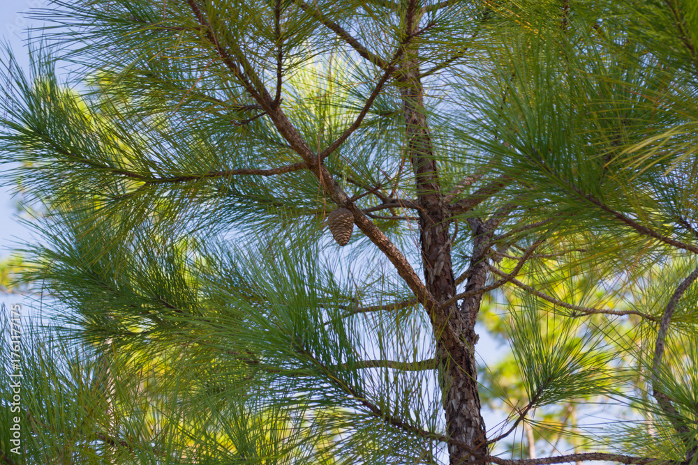 Fototapeta premium pine cone hanging from a branch