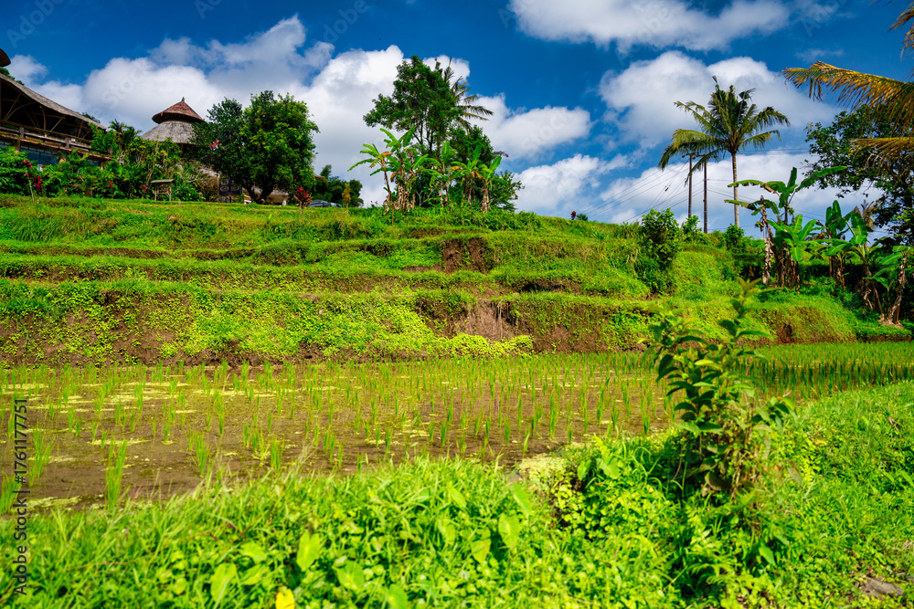 Obraz premium Scenic aerial drone view of Jatiluwih rice paddies surrounded by palm trees and countryside in Bali