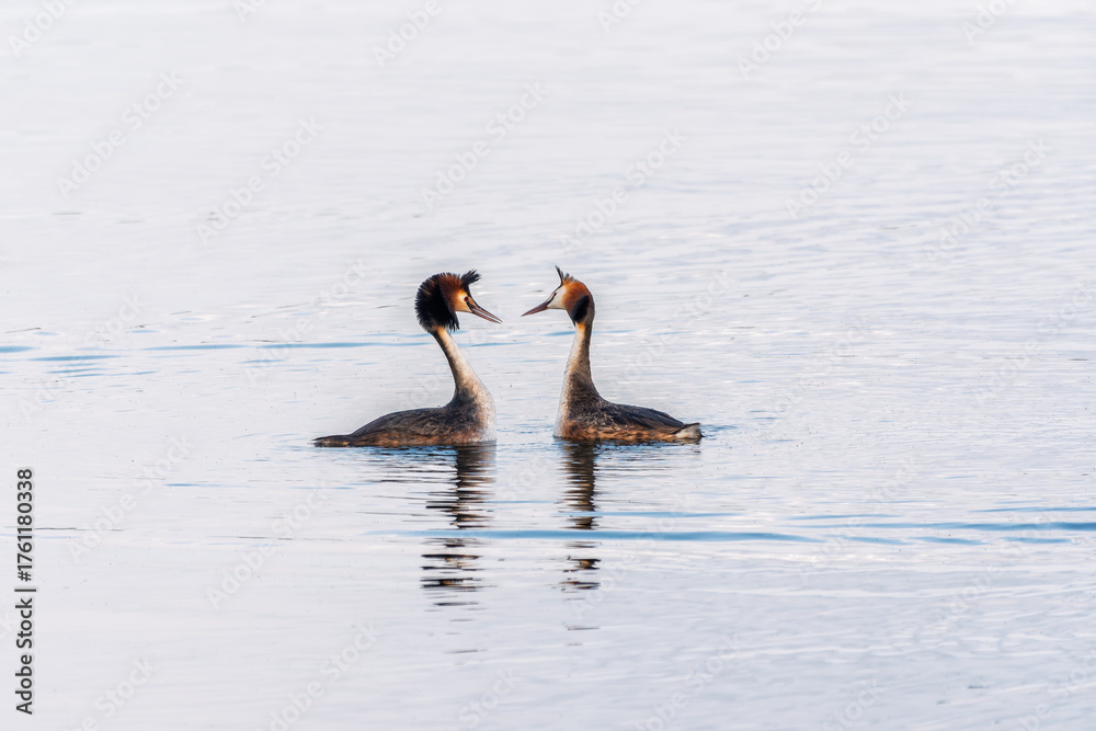 Fototapeta premium Mating games of two water birds Great Crested Grebes. Two waterfowl birds Great Crested Grebes swim in the lake with heart shaped silhouette