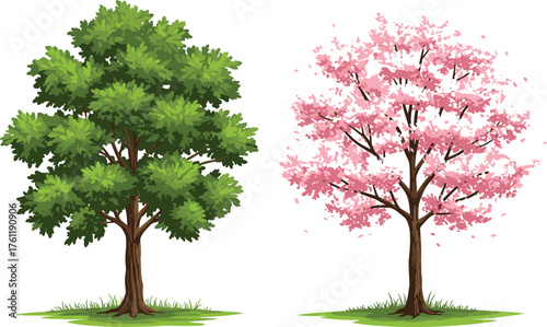 Cherry blossom tree in spring, green summer tree, seasonal contrast, nature landscape, flowering foliage, botanical illustration, expressive texture, vibrant color