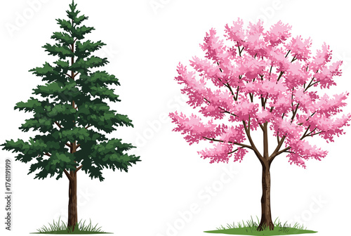 Coniferous evergreen tree, pink cherry blossom tree, seasonal contrast, botanical diversity, expressive foliage, nature scene, vibrant color, spring bloom, tree comparison,