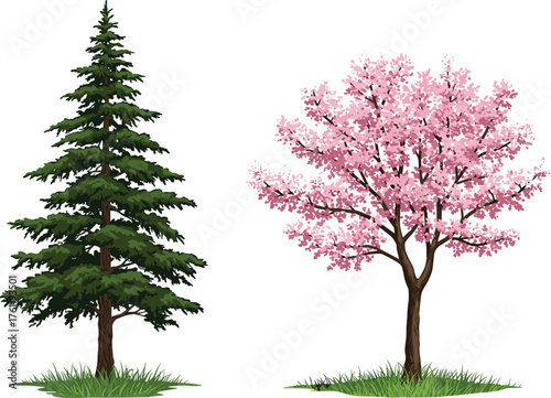 Coniferous pine tree, pink cherry blossom tree, seasonal contrast, vibrant foliage, botanical diversity, expressive texture, nature scene, tree comparison, spring bloom, evergreen landscape