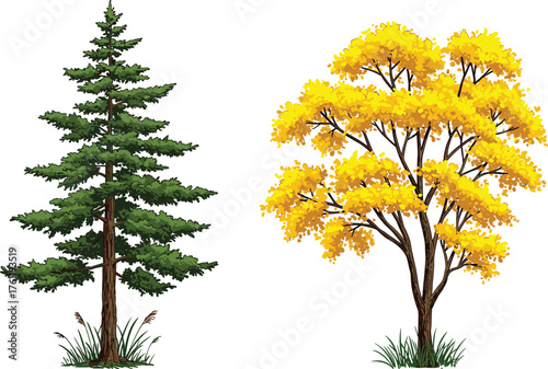 Coniferous evergreen tree, yellow deciduous tree, seasonal contrast, autumn foliage, needle leaves, botanical landscape, expressive texture, nature scene, vibrant color, tree comparison