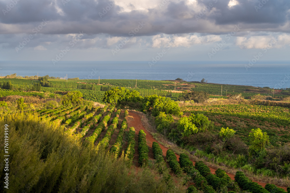Naklejka premium Hawaiian coffee plantation stretching down to the Pacific Ocean on the island of Kauai. Beautiful evening light and white puffy clouds adds to the feeling of being in a tropical paradise.