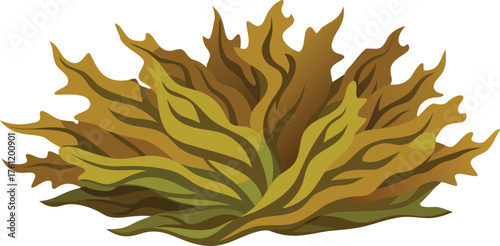 dried seaweed natural texture isolated.