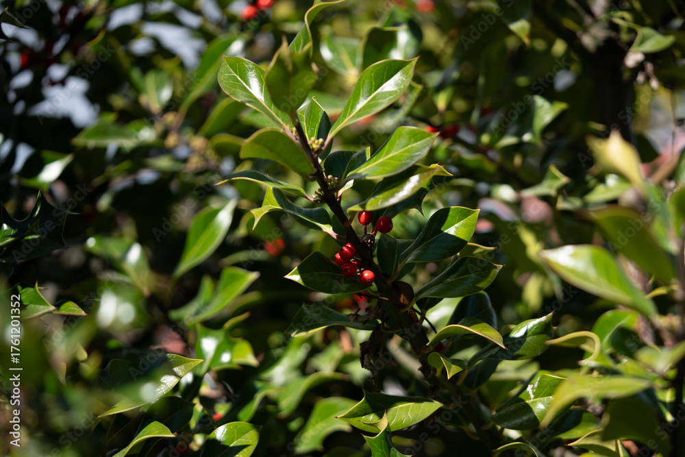 Fototapeta premium Traditional Christmas Holly Plant with Berries in Sunlight