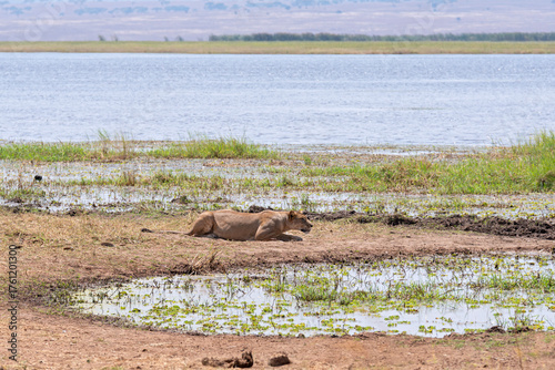 lion or panthera leo laying on stomach looking into distance along tarangire river bank in tarangire national park tanzania