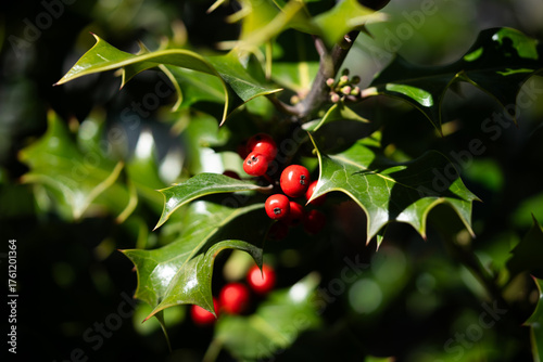 Vibrant Red Holly Berries and Green Leaves on Bush, Christmas and Winter Symbol