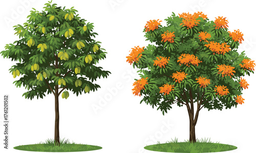 Green foliage tree, orange flowering tree, seasonal contrast, vibrant leaves, botanical diversity, outdoor garden scene, nature landscape, plant comparison, colorful canopy