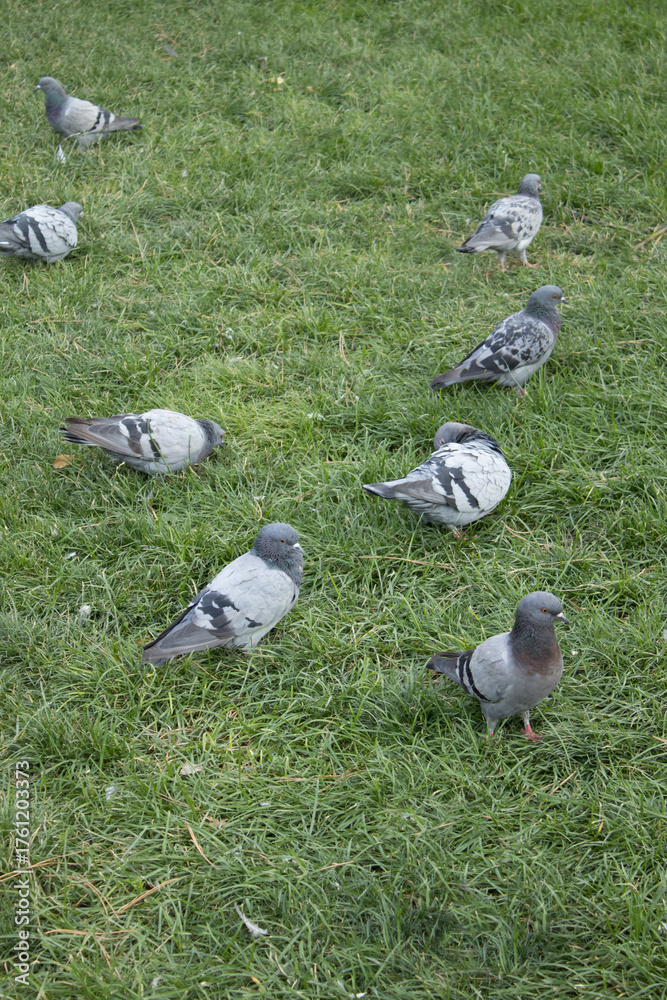 Fototapeta premium Group of pigeons scattered on a grassy lawn, resting and foraging. Emphasizes urban wildlife care, feeding and community compassion during heat, ideal for ecology, welfare and outreach themes.