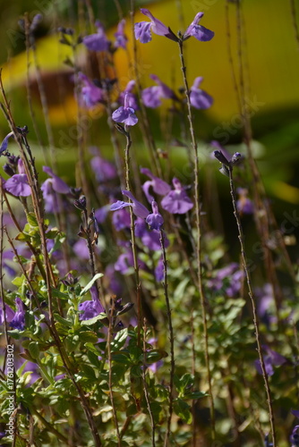 Close-up of purple spring flowers salvia outdoors
