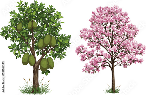 Green fruit tree, pink flowering tree, botanical contrast, seasonal nature, vibrant foliage, outdoor garden scene, plant diversity, lush leaves, blooming branches