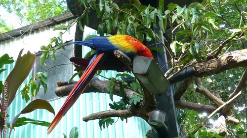 Wallpaper Mural Costa Rica A shot of a colorful macaw eating from a tray in the Costa Rica Animal Sanctuary Torontodigital.ca