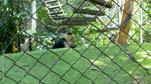 Wallpaper Mural Costa Rica A shot of a white faced monkey in the Costa Rica Animal Sanctuary Torontodigital.ca