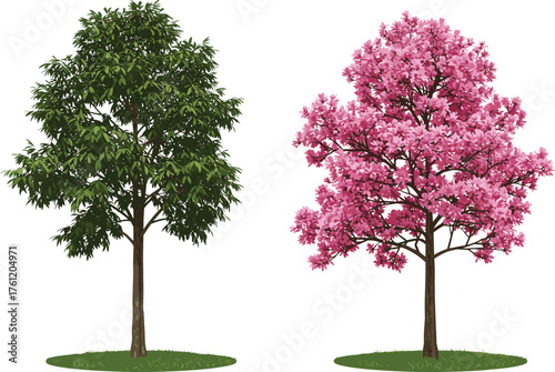 Green leafy tree, pink blossom tree, botanical contrast, seasonal bloom, nature landscape, vibrant foliage, tropical garden, dual tree composition, outdoor vegetation