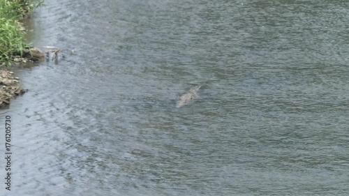 Wallpaper Mural Costa Rica A view of a crocodile swimming upstream in River Tarcoles Torontodigital.ca