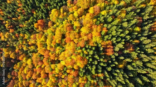 Aerial View of Autumn Forest with Vibrant Color Palette