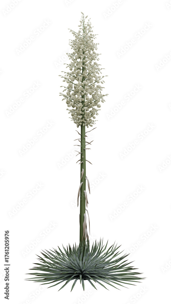 Fototapeta premium Pine tree isolated on white transparent background