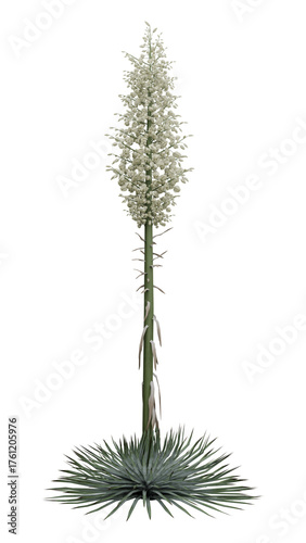 Pine tree isolated on white transparent background