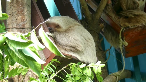 Wallpaper Mural Costa Rica A view of a white two toed sloth  in the Costa Rica Animal Sanctuary Torontodigital.ca