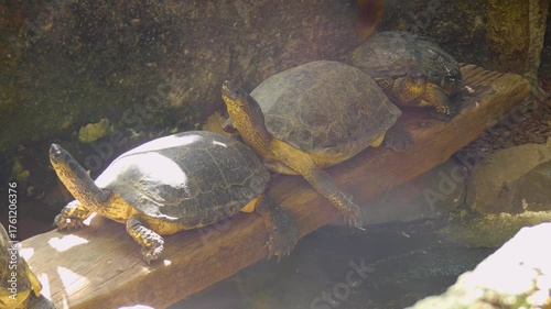 Wallpaper Mural Costa Rica A view of large turtles in the Costa Rica Animal Sanctuary Torontodigital.ca