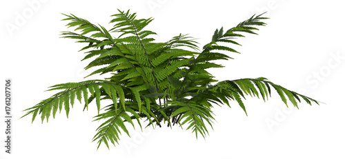 Palm tree plant isolated on white transparent background