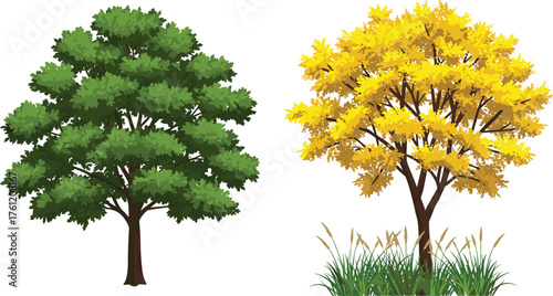 Green tree, yellow tree, seasonal foliage, autumn leaves, summer greenery, botanical contrast, deciduous trees, nature illustration, vibrant canopy, expressive trunks